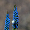 40 Blue PRIDE OF MADEIRA Echium Candicans Fastuosum Nectar Flower Seeds