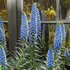 40 Blue PRIDE OF MADEIRA Echium Candicans Fastuosum Nectar Flower Seeds