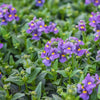 50 BLUE GEM NEMESIA Strumosa Flower Seeds