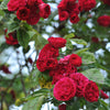 5 BURGUNDY CLIMBING ROSE Red Rosa Bush Vine Climber Fragrant Flower Seeds