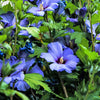 25 Purple ROSE Of SHARON HIBISCUS Syriacus Flower Tree Bush Seeds