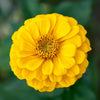 250 Yellow CANARY BIRD ZINNIA Elegans Flower Seeds