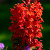 300 CARDINAL FLOWER LOBELIA Cardinalis Flower Seeds