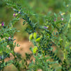 15 CHICK PEA / Garbanzo BEAN Chickpea Cicer Arientum Vegetable Seeds