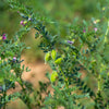 Chick Pea / Garbanzo Bean Chickpea Cicer Arientum Vegetable Seeds – photo 7