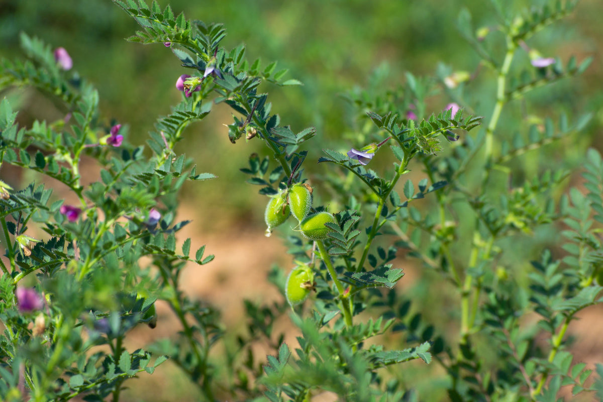 Chick Pea / Garbanzo Bean Chickpea Cicer Arientum Vegetable Seeds – photo 7