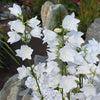 500 White PEACH LEAVED BELLFLOWER Campanula Persicifolia Flower Seeds