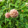300 STRAWBERRY HEADED CLOVER Palestine Trifolium Fragiferum Pink Flower Seeds