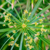 50 UMBRELLA PLANT CYPERUS Alternifolius Papyrus Grass Umbrella Palm Flower Seeds