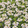 50 WHITE KNIGHT NEMESIA Strumosa Flower Seeds