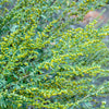 500 ABSINTHE WORMWOOD Common Artemisia Absinthium Green Ginger Herb Flower Seeds