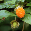 20 SALMONBERRY RUSSIAN RASPBERRY Rubus Spectabilis Fruit Seeds Purple Flowers
