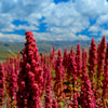100 Organic RED HEAD QUINOA Grain Chenopodium Quinoa Pink & Red Heads - White Seeds