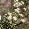 100 White SWEET EVERLASTING Gnaphalium Obtusifolium Butterfly Flower Herb Seeds
