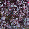 500 RED RUBIN BASIL Ocimum Basilicum Purpurascens Spicy Herb White & Lavender Flowers Seeds