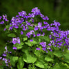 500 Purple FEBRUARY ORCHID Violet Cress Orychophragmus Violaceus 2" Flower Edible Vegetable Seeds