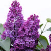 25 FRENCH / Old FASHIONED LILAC Syringa Vulgaris Flower Shrub Bush Seeds