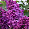 25 FRENCH / Old FASHIONED LILAC Syringa Vulgaris Flower Shrub Bush Seeds