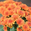 50 Mixed Colors INDIAN CHRYSANTHEMUM Indicum Hardy Mum Double Red Yellow Pink Orange Purple Bicolor Flower Seeds