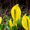 10 Yellow SWAMP LANTERN Moist Lysichiton Americanus Skunk Cabbage Flower Seeds