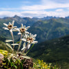 50 EDELWEISS Leontopodium Alpinum White Flower Seeds