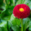 100 RED ENGLISH DAISY Bellis Perennis Double Flower Seeds