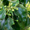 5 CAMPHOR TREE Laurel Cinnamomum Camphora Camphorwood White Flower Black Seeds