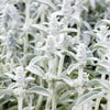 100 Wolly LAMBS EAR Stachys Byzantina Silvery Fuzzy Leaves Purple Flower Seeds