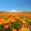 1000 ORANGE CALIFORNIA POPPY Eschscholzia Californica Flower Seeds