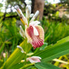 5 CARDAMON CARDAMOM Elettaria Cardamomum HERB Flower Shrub Tree Seeds
