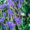 10 GOLDEN DEWDROP Duranta Erecta Repens Golden Foliage Blue Violet Purple White Flower Orange Ornamental Berry Shrub Seeds