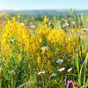 3000 YELLOW SWEET CLOVER Melilotus Officinalis Flower Seeds