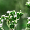 50 STEVIA ( Sweetleaf / Sweet Leaf / Sugarleaf ) Stevia Rebaudiana Sugar Flower Herb Seeds
