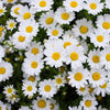 2000 OX EYE DAISY Marguerite Chrysanthemum Leucanthemum White Flower Seeds