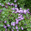 100 KENILWORTH IVY (Ivy-Leaved Toadflax) Cymbalaria Muralis Vine Flower Seeds