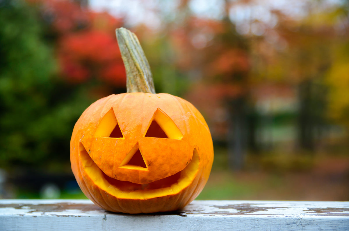 Small Sugar Pumpkin Seeds – Orange Pie or Carving Cucurbita Pepo Vegetable – photo 6