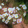 250 WHITE Pale EVENING PRIMROSE (White Buttercup / Sundrops) Oenothera Pallida Flower Seeds
