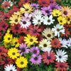 20 MIXED COLORS OSTEOSPERMUM Ecklonis African Cape Daisy Flower Seeds