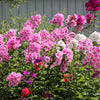 100 PINK DRUMMOND PHLOX Phlox Drummondii Flower Seeds