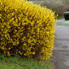 10 DWARF GOLDEN RAIN TREE Koelreuteria Paniculata Nana Yellow Flower Seeds