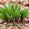 20 RAMP / WILD LEEK Allium Tricoccum Ramps Vegetable Herb White Shade Flower Seeds