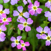 4000 VIRGINIA STOCK Malcolmia Maritima Flower Seeds