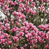 5 LILY MAGNOLIA Flower TREE Pink & Purple Fragrant Tulip Magnol Liliiflora Seeds