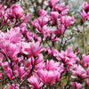 5 LILY MAGNOLIA Flower TREE Pink & Purple Fragrant Tulip Magnol Liliiflora Seeds