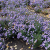 50 Blue RICE BUTTON ASTER Dumosus Flower Seeds