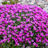 Spring Charm Rockcress Seeds – Rose Rock Cress Arabis Arendsii Flower Mix