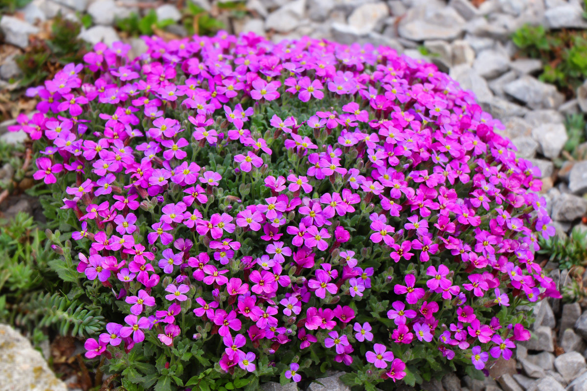 Spring Charm Rockcress Seeds – Rose Rock Cress Arabis Arendsii Flower Mix