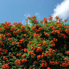 25 Orange HUMMINGBIRD TRUMPET CREEPER Campsis Radicans Vine Flower Seeds