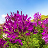 100 VIOLET QUEEN CLEOME Hassleriana Cleome Spinosa Purple Spider Flower Seeds