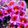 200 Mixed Colors PAINTED TONGUE (Velvet Trumpet Flower) Salpiglossis Grandiflora Virgiana Flower Seeds